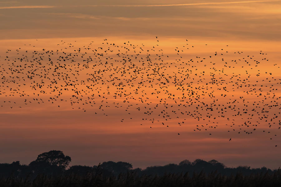 Sunset Starlings  #1 Photograph by Wendy Cooper