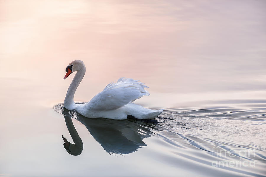 Swan Photograph - Sunset swan 2 by Elena Elisseeva