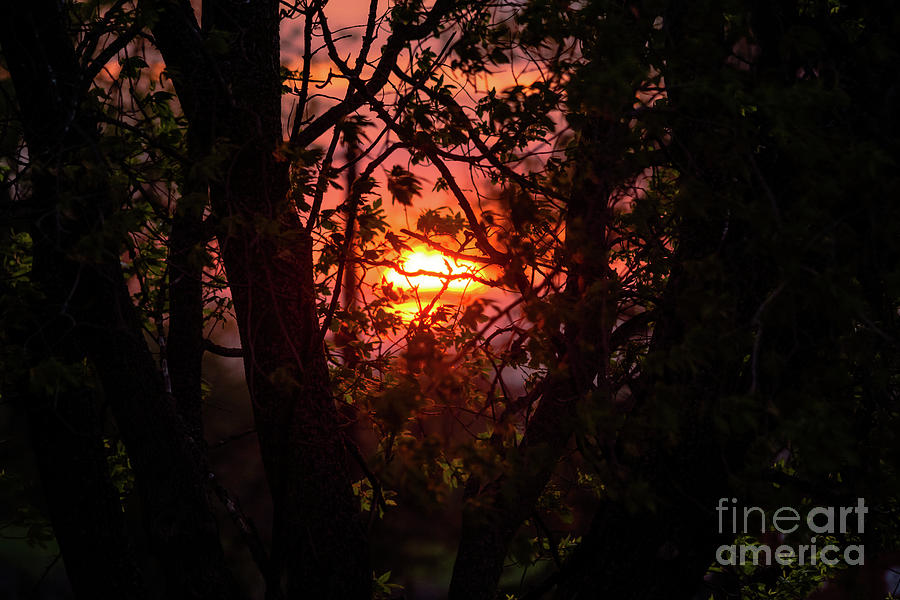 Sunset through the Trees #1 Photograph by Cheryl Baxter