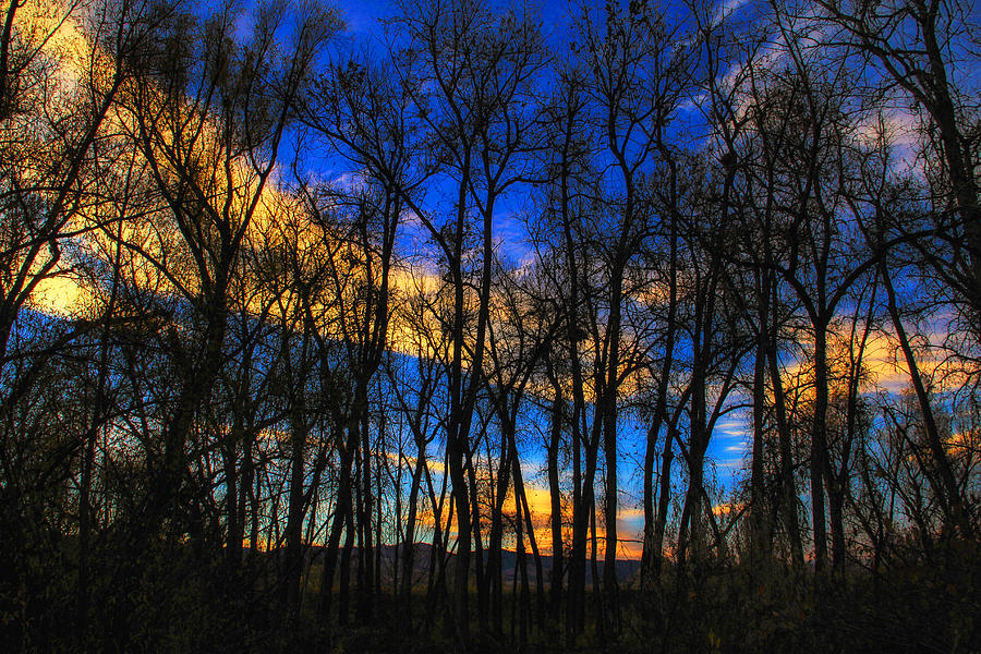 Sunset Thru The Trees #1 Photograph by Juli Ellen