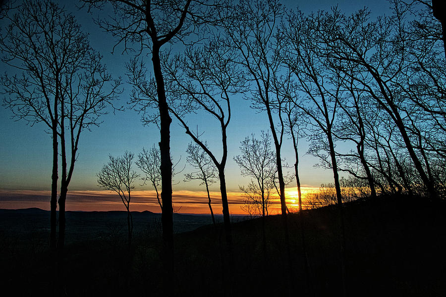 Sunset Trees #1 Photograph by George Taylor