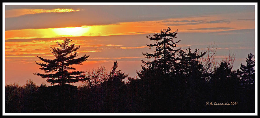 Sunset With Pine Tree Silhouettes #1 Photograph by A Macarthur Gurmankin