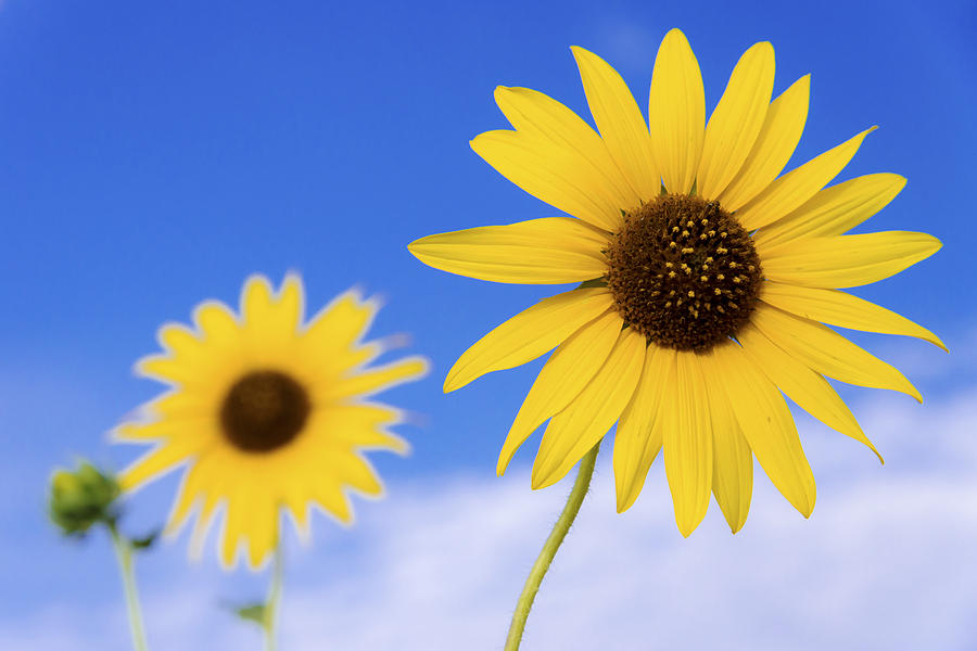 Sunflower Photograph - Sunshine by Chad Dutson Sunflower Photograph - Sunshine by Chad Dutson