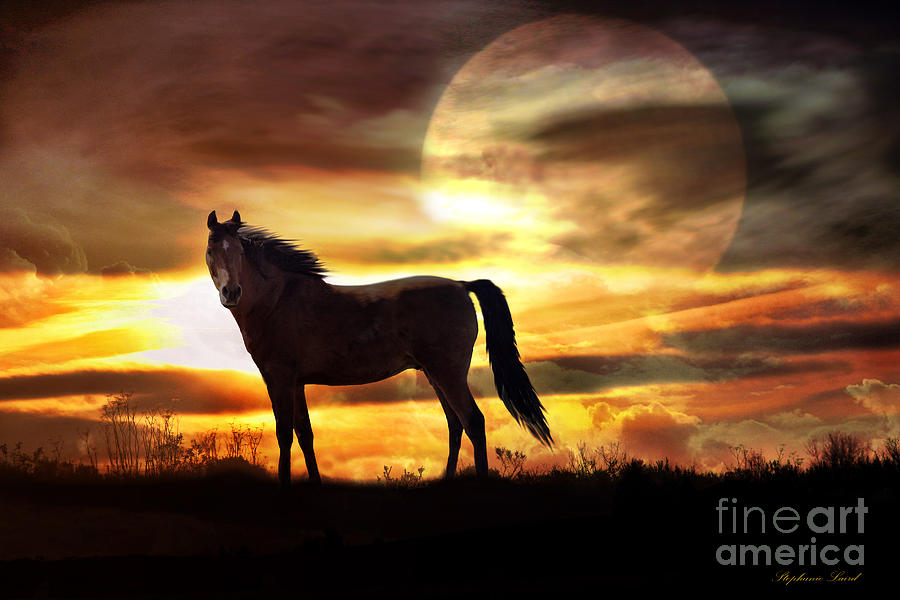 Horse Photograph - Sunstorm #2 by Stephanie Laird