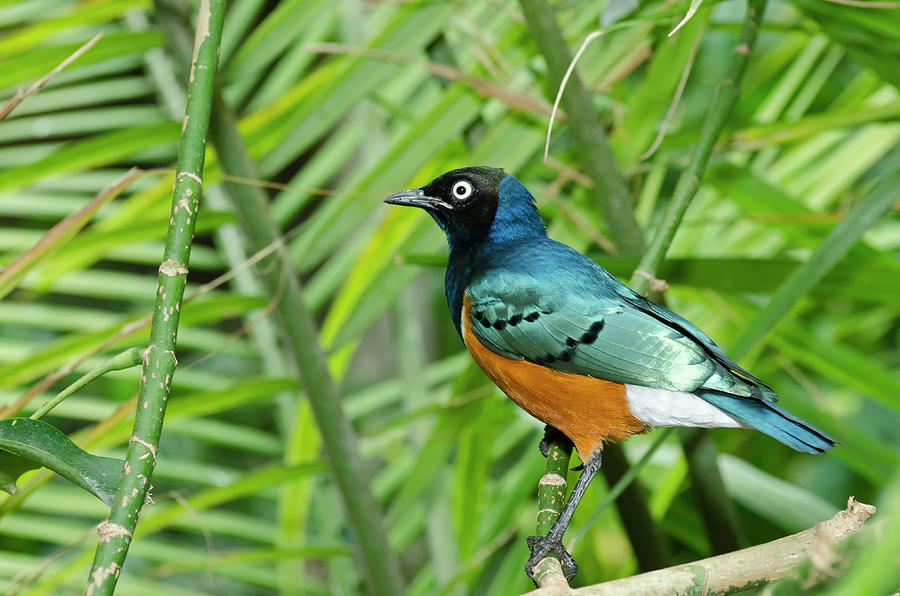 Superb Starling #1 Photograph by JT Lewis