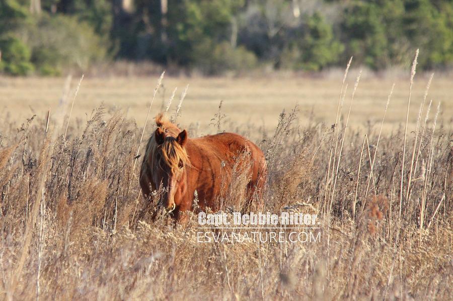 Wild Horse Photograph - Surf Queen Gold 2 by Captain Debbie Ritter Wild Horse Photograph - Surf Queen Gold 2 by Captain Debbie Ritter
