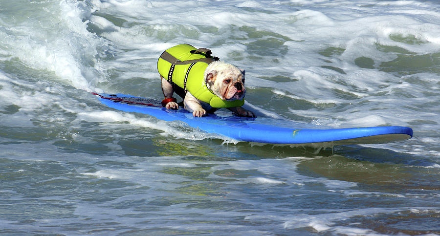 Surfing Dog #2 Photograph by Thanh Thuy Nguyen