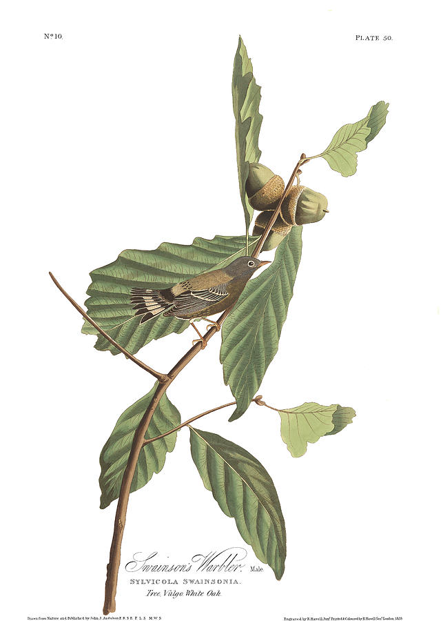 John James Audubon Painting - Swainsons Warbler #1 by John James Audubon