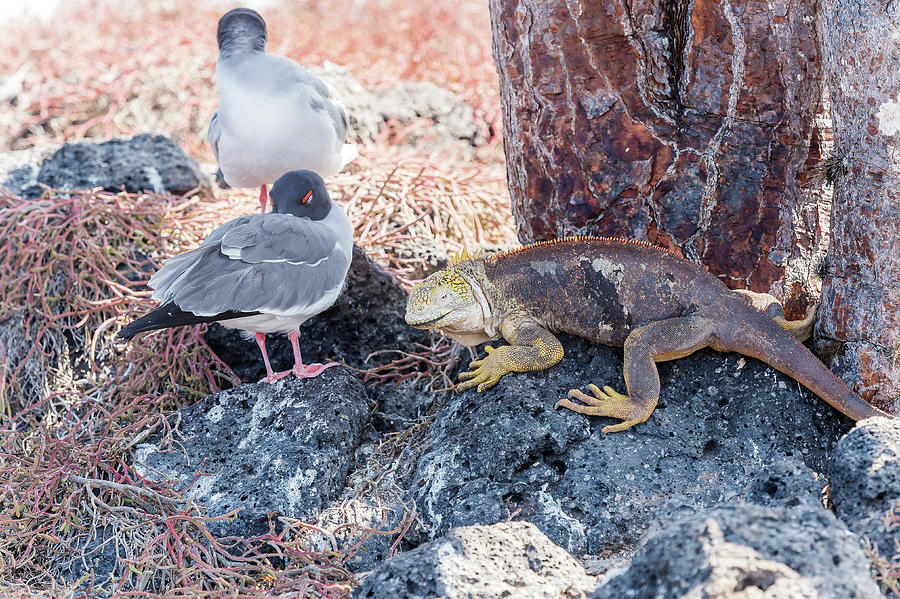 Swallow tailed gull and iguana on  Galapagos Islands #1 Photograph by Marek Poplawski