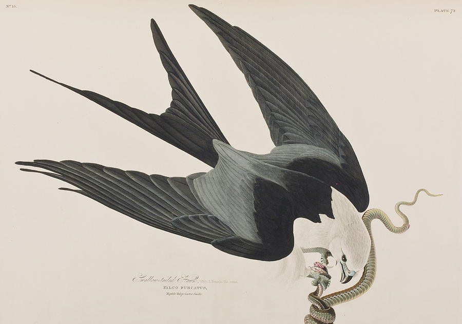 John James Audubon Painting - Swallow-tailed Hawk by John James Audubon