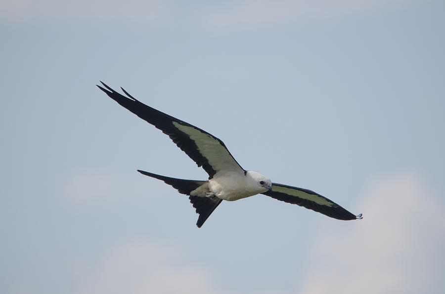 Swallow-tailed Kite #1 Photograph by James Petersen
