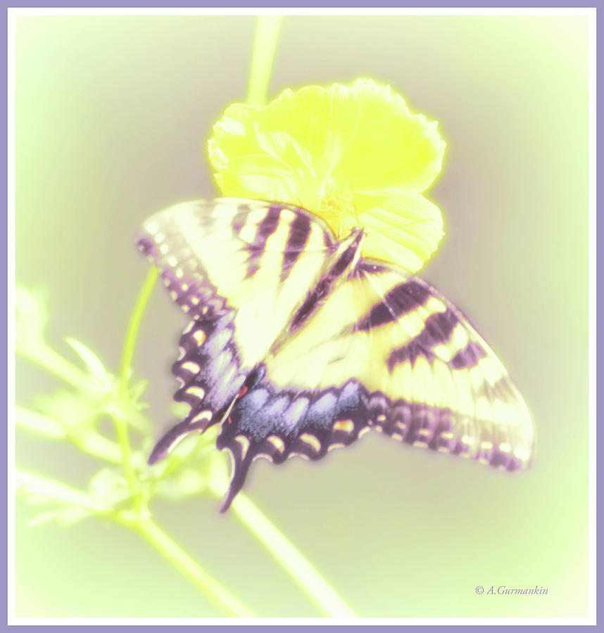 Swallowtail Butterfly #1 Photograph by A Macarthur Gurmankin