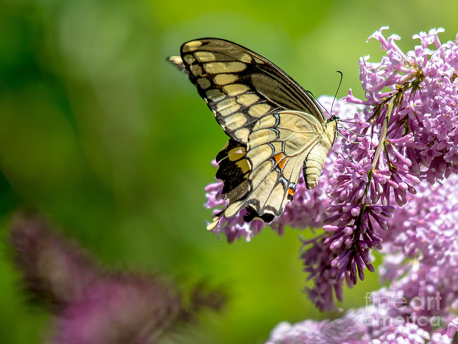 Swallowtail Butterfly #1 Photograph by Cheryl Baxter