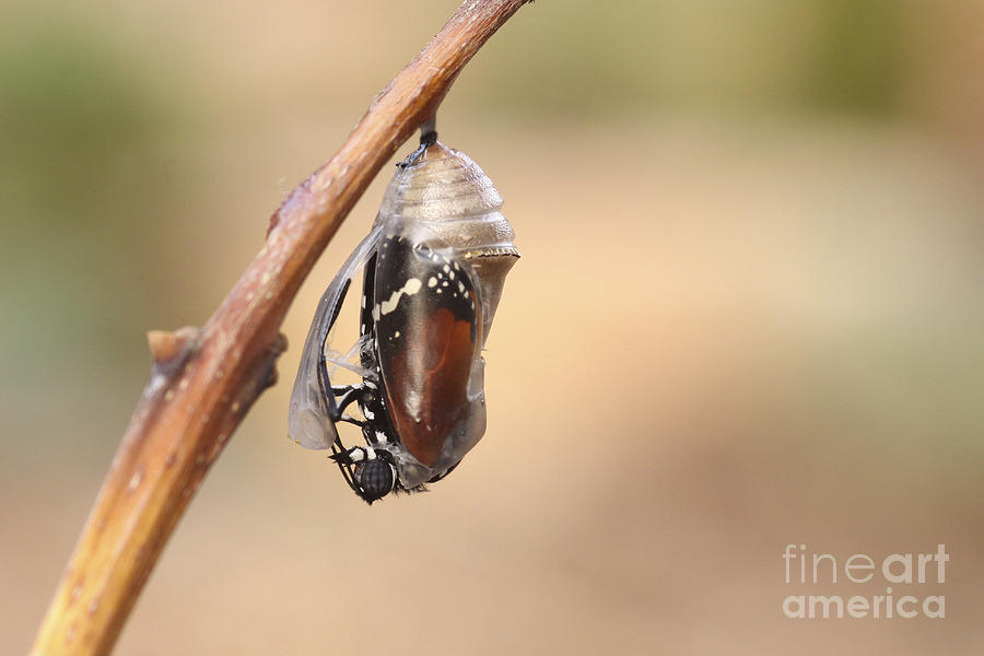 Swallowtail Butterfly Emerging From Cocoon #1 Photograph by Alon Meir