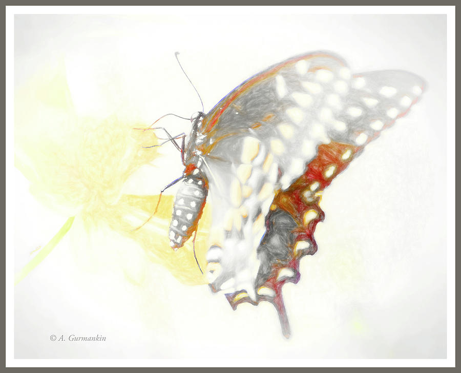 Swallowtail Butterfly on Cosmos Flower #1 Digital Art by A Macarthur Gurmankin