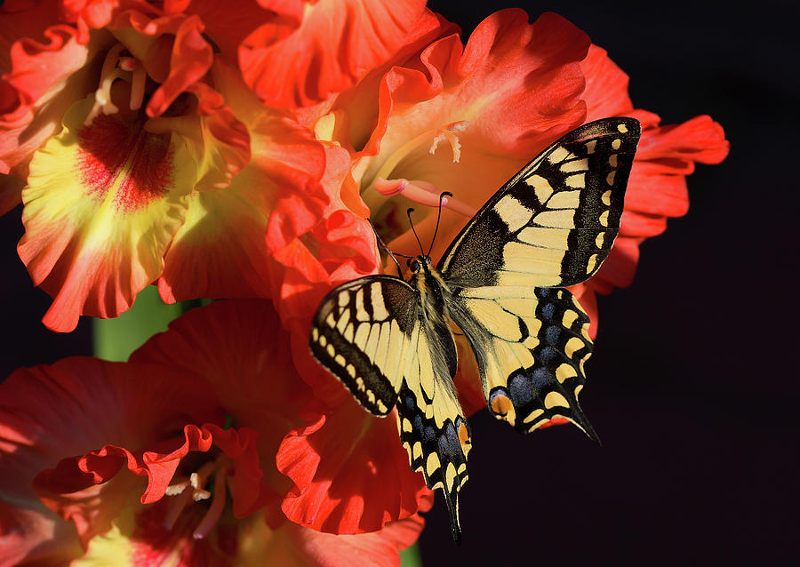Butterfly Photograph - Swallowtail butterfly on flower gladiolus #1 by Galina Savina