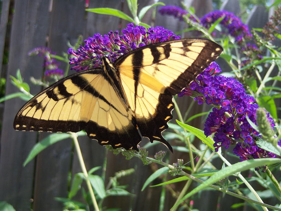 Swallowtail #1 Photograph by Cindy Fleener