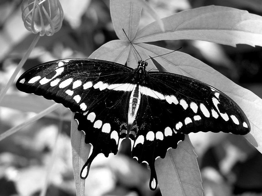Swallowtail #1 Photograph by David Weeks