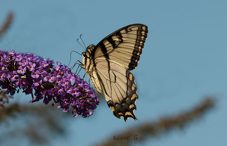 Swallowtail #1 Photograph by Diane Giurco