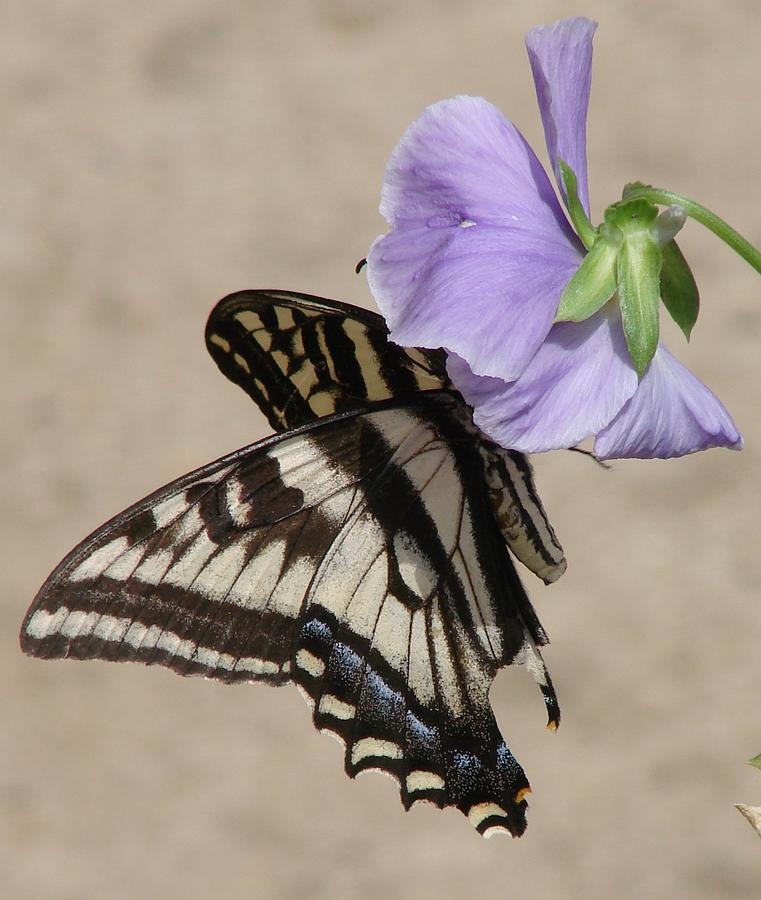 Swallowtail #1 Photograph by Liz Vernand