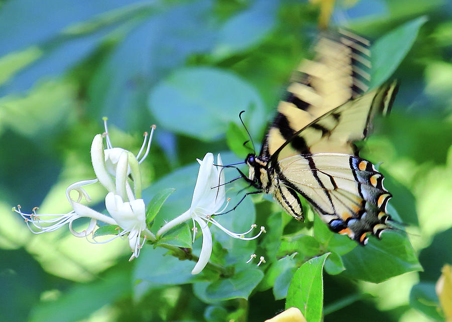 Swallowtail on Honeysuckle #1 Photograph by PJQandFriends Photography
