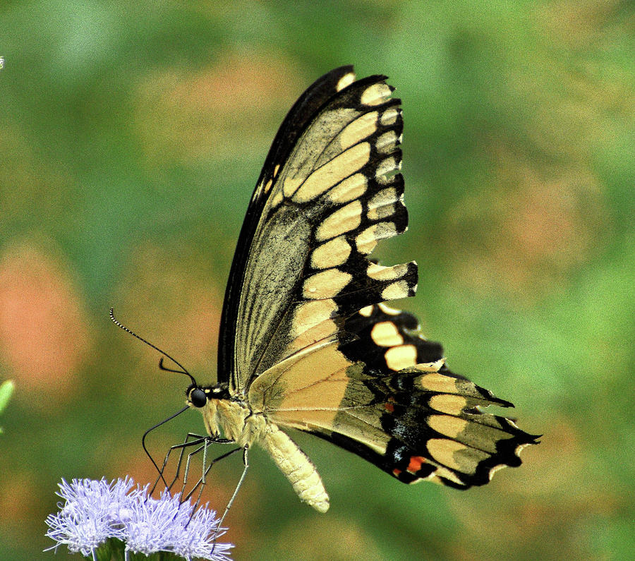 Swallowtail #1 Photograph by Peggy Blackwell