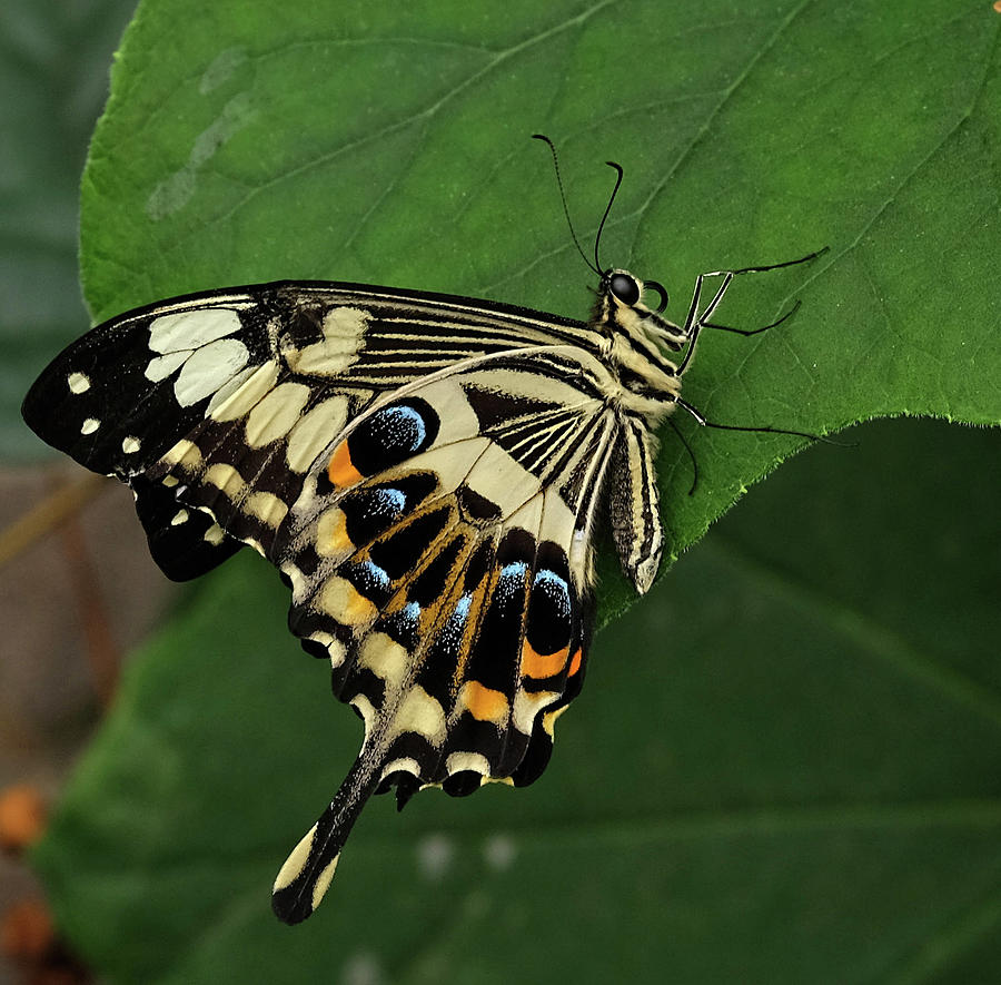 Swallowtail Photograph by Ronda Ryan