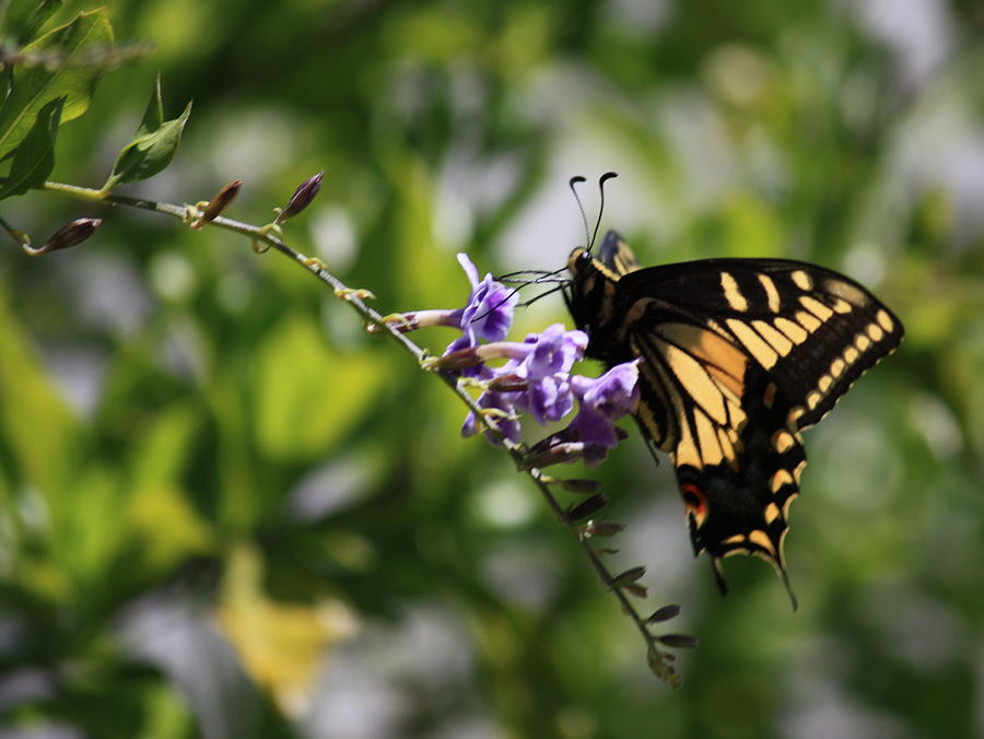 Swallowtail with Black Framing #1 Photograph by Carol Groenen