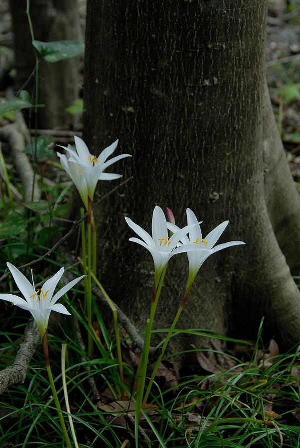 Swamp lilies #1 Photograph by David Campione