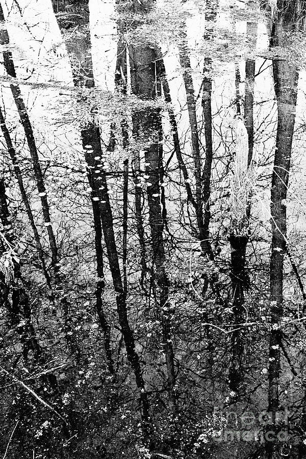 Swamp Reflections #3 Photograph by Scott Pellegrin