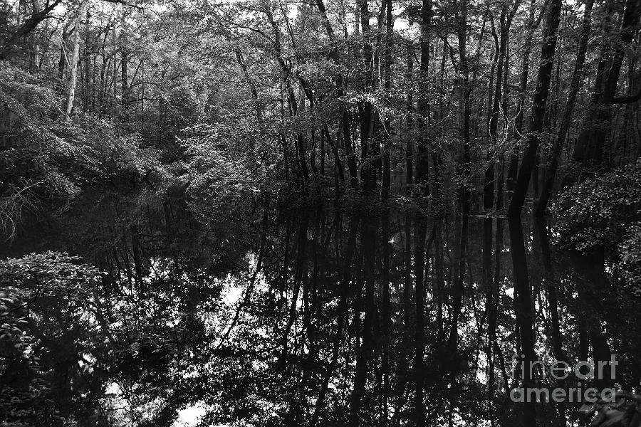 Swamp Reflections #1 Photograph by Skip Willits