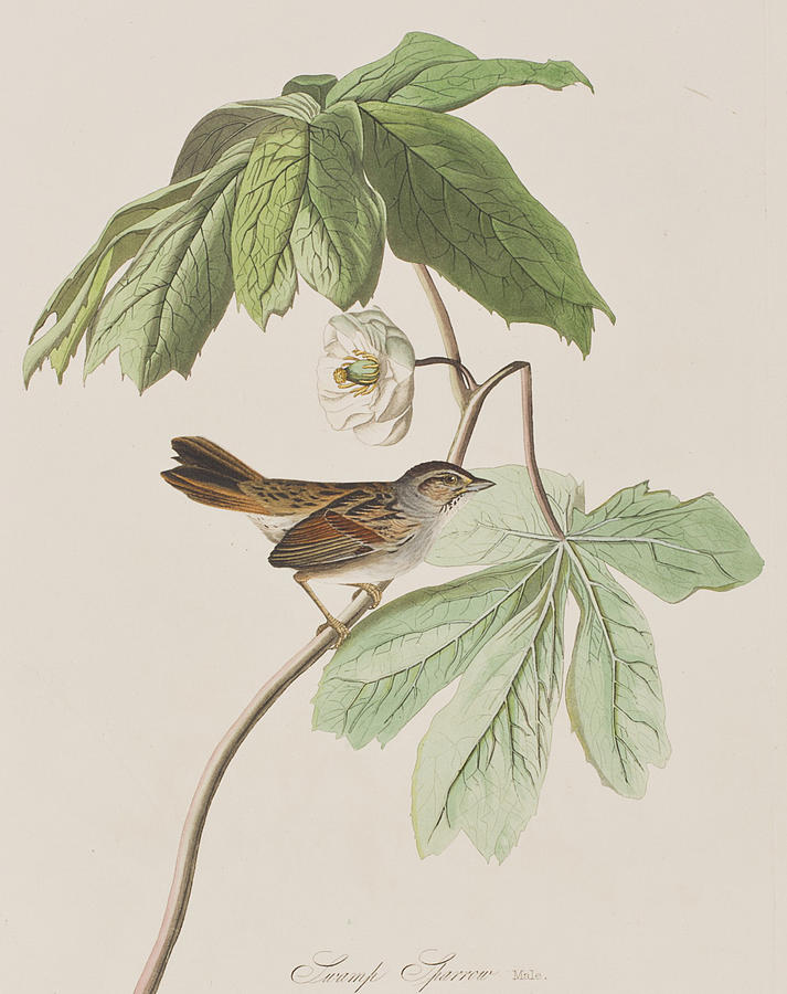 John James Audubon Painting - Swamp Sparrow by John James Audubon