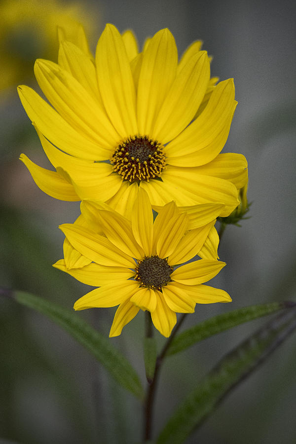 Swamp Sunflower #1 Photograph by Robert Fawcett