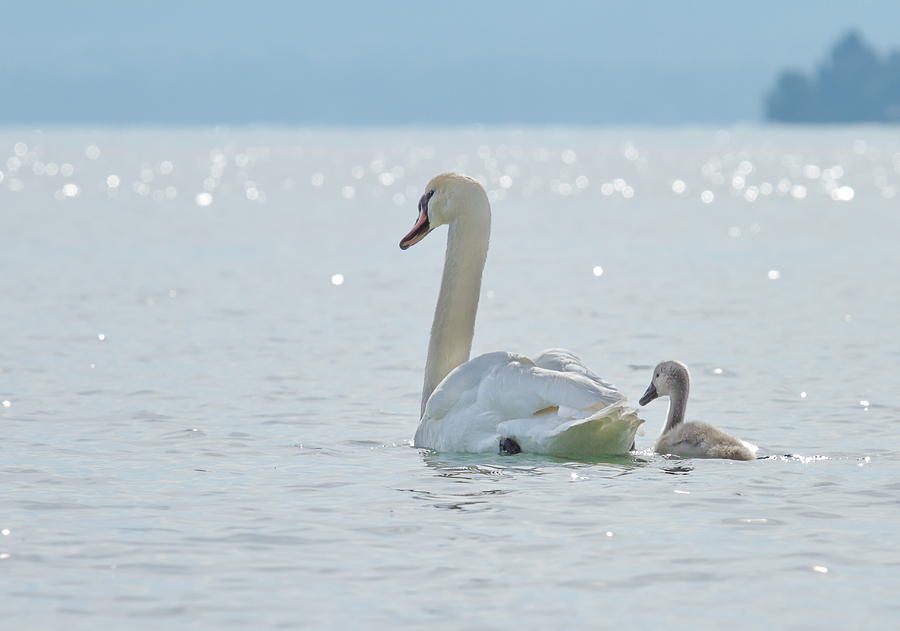 Swan and baby #1 Photograph by Elenarts - Elena Duvernay photo