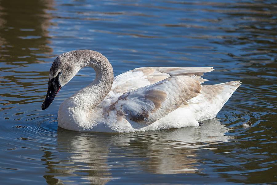 Swan beauty #1 Photograph by Lynn Hopwood