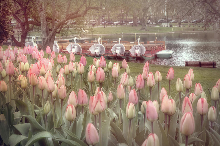 Boston Photograph - Swan Boats and Tulips - Boston Public Garden #1 by Joann Vitali