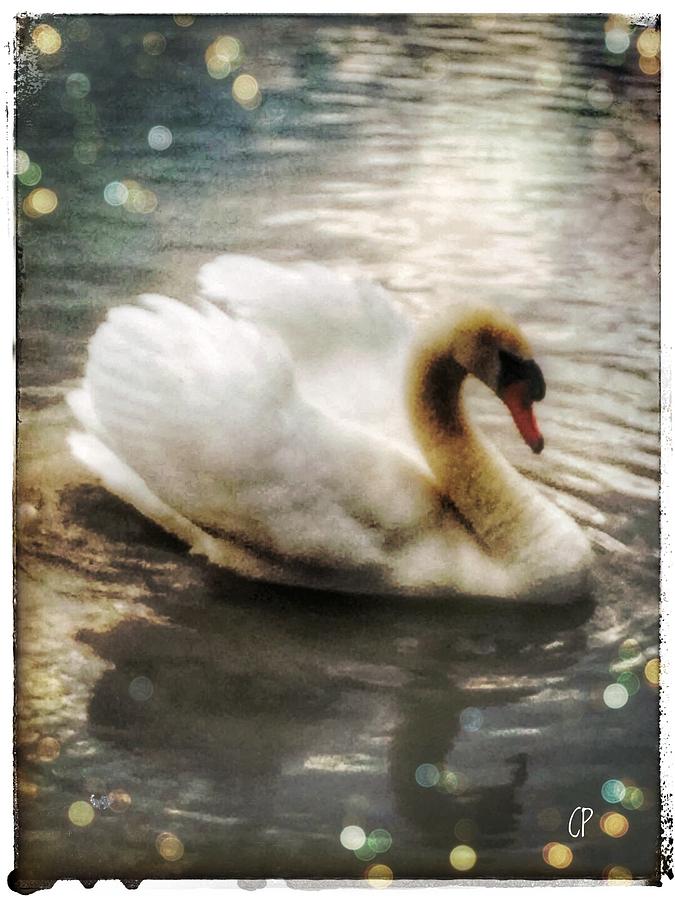 Swan #1 Photograph by Christine Paris