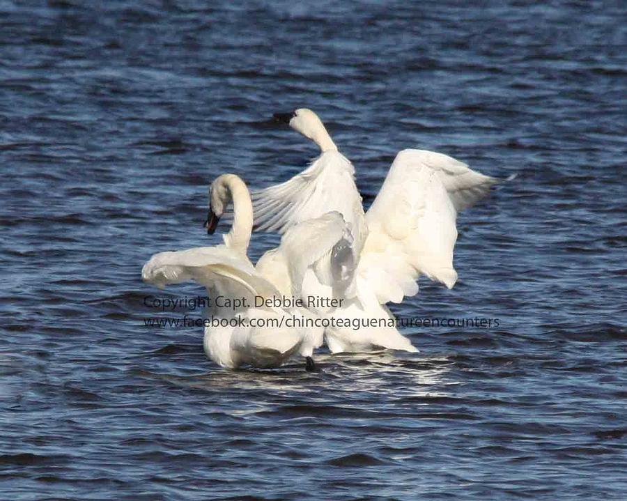 Swan Dance Photograph by Captain Debbie Ritter