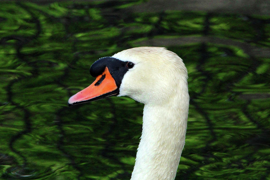 Swan #1 Photograph by David Stasiak