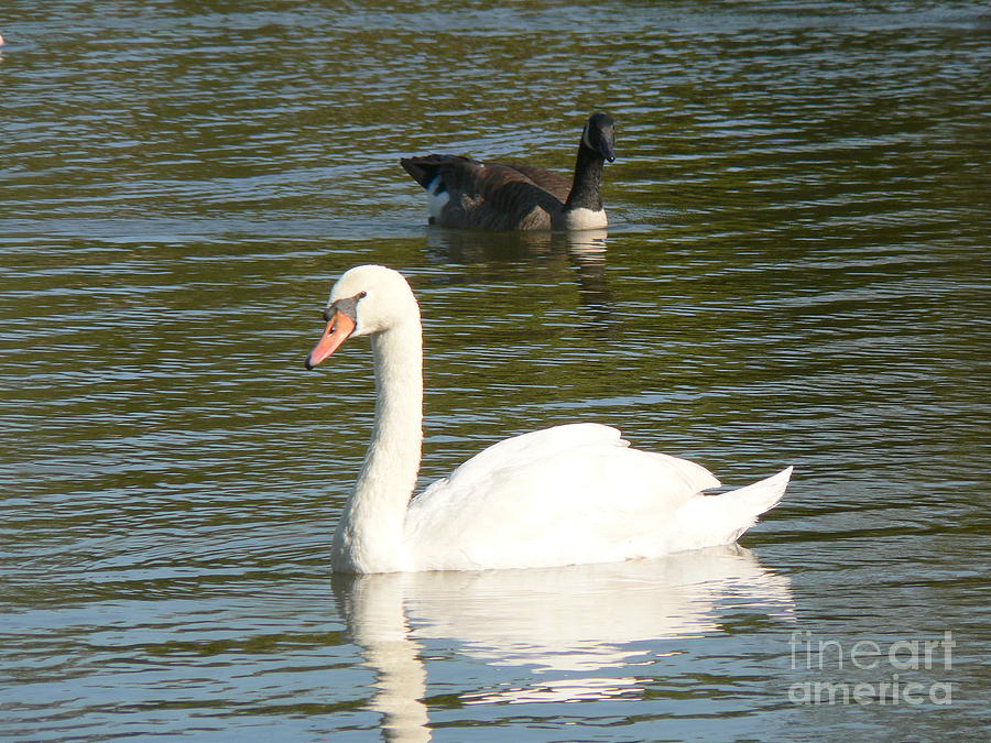Swan #1 Photograph by Elizabeth Fontaine-Barr