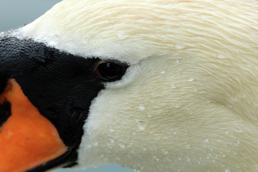 Swan Extreme Close-up #1 Photograph by David Stasiak
