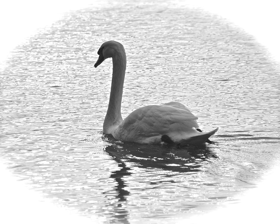 Swan in  Black and White #1 Photograph by Carol Bradley