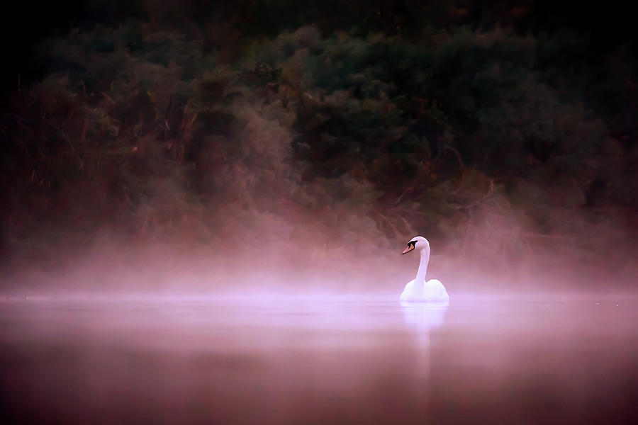 Swan Photograph - Swan in the Mist #2 by Roeselien Raimond