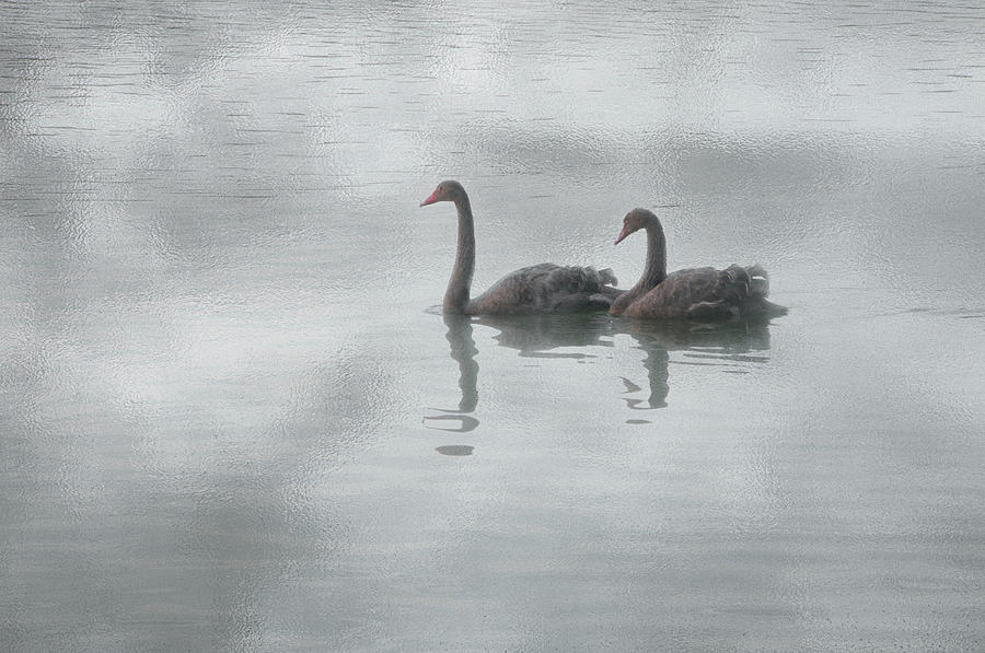 Swan Lake #1 Photograph by Carolyn DAlessandro