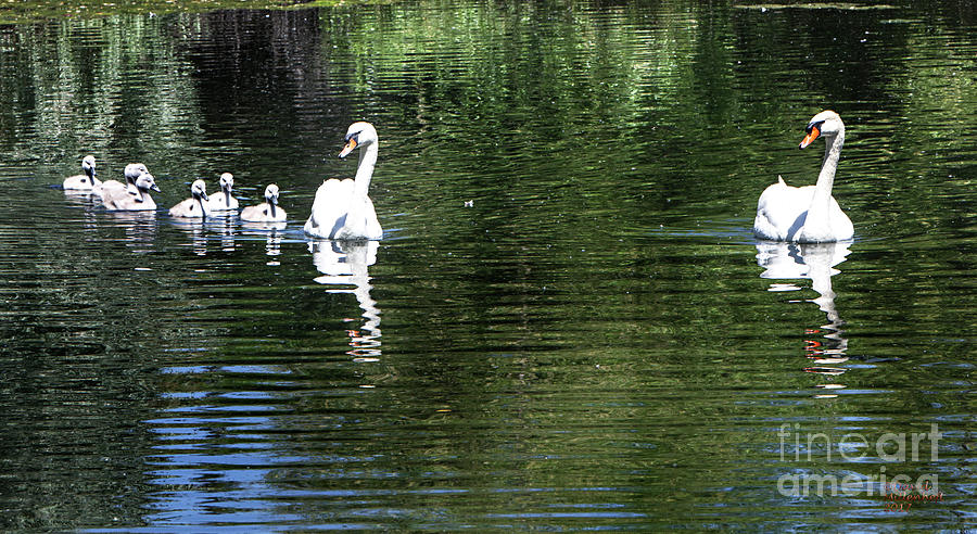 Swan Lake #2 Photograph by David Millenheft