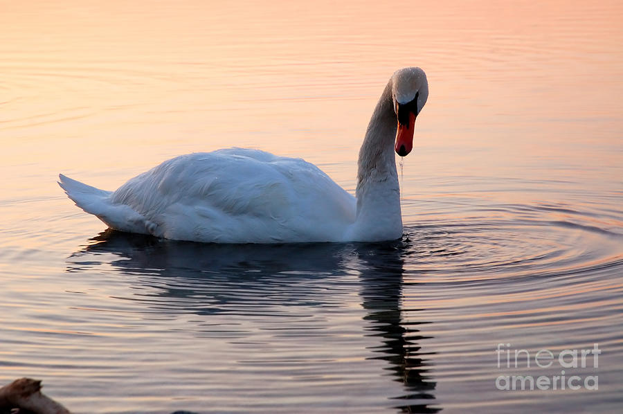 Swan Lake  Photograph by Joe Ng