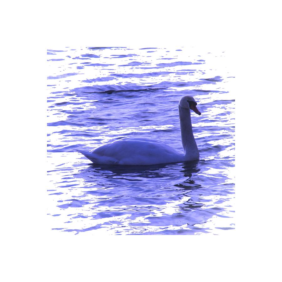 Swan Photograph - Swan Lake #1 by Vesna Martinjak