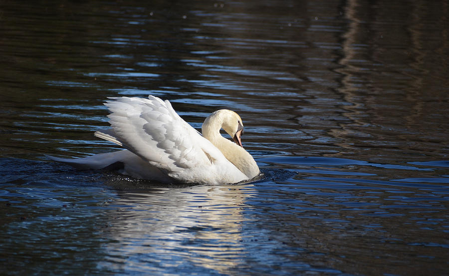 Swan #1 Photograph by Linda Brown
