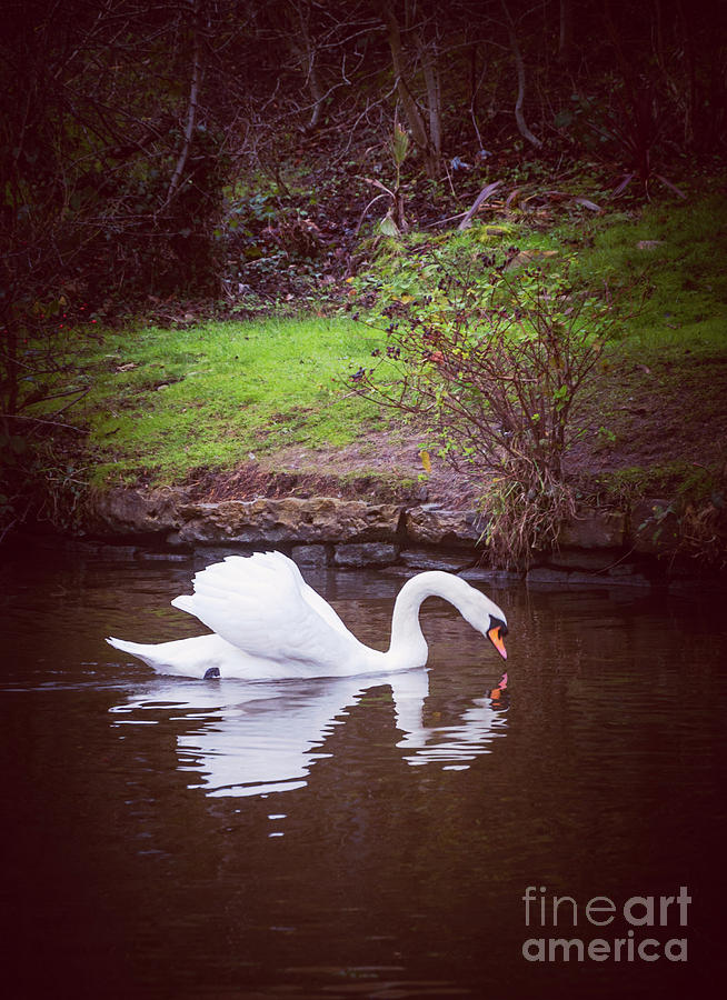 Swan #1 Photograph by Mariusz Talarek