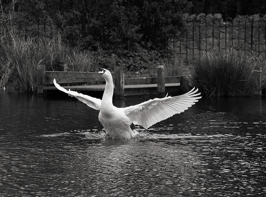 Swan Monochrome #1 Photograph by Jeff Townsend